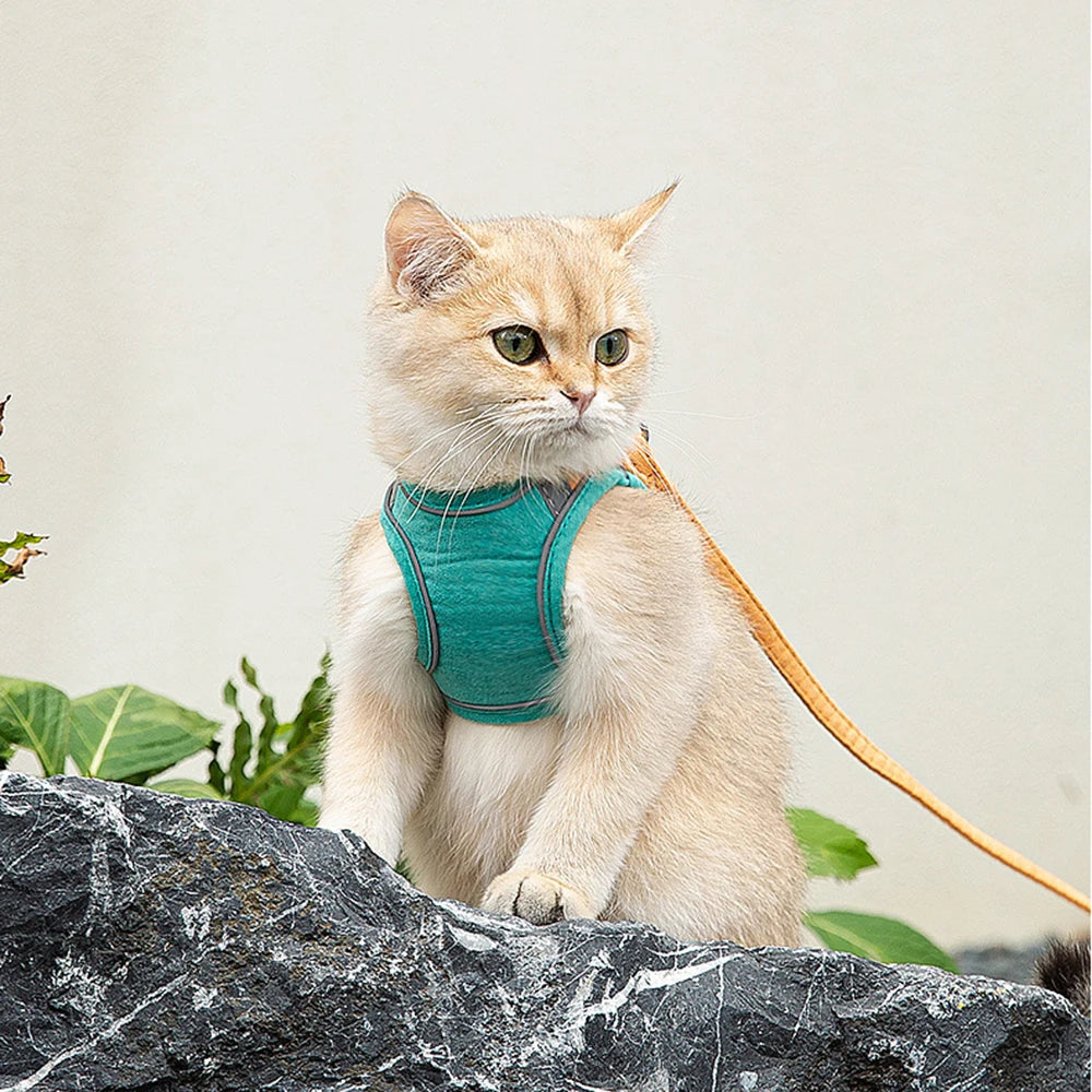 Velzora™ LumaPaw Harness Set